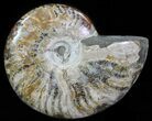 Polished, Agatized Ammonite (Cleoniceras) - Madagascar #64842-1